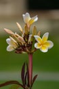 Vertical shallow focus shot of a beautiful yellow Frangipani flowers in the Garden of Dreams Royalty Free Stock Photo