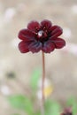 Vertical shallow focus shot of a cosmeya flower Royalty Free Stock Photo