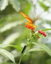 Vertical shallow focus shot julia butterfly feeding on small red flowers black caterpillar on stem