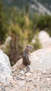 Vertical shallow focus shot of a rock squirrel (Otospermophilus variegatus) at the edge of a cliff Royalty Free Stock Photo