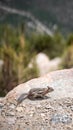 Vertical shallow focus shot of a rock squirrel (Otospermophilus variegatus) at the edge of a cliff Royalty Free Stock Photo