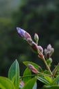 Vertical shallow focus shot of Tibouchina flower buds with green leaves