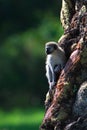 Vertical shallow focus shot of a vervet monkey (Chlorocebus pygerythrus) on a tree in Tanzania