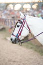 Vertical shallow focus of a white racehorse with red festive double bridle Royalty Free Stock Photo