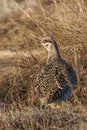 Vertical of a Sharp-Tailed Grouse, Tympanuchus phasianellus Royalty Free Stock Photo