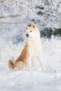 Vertical shot of an adorable Akita sitting in the snowy meadow.