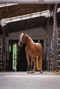 Vertical shot of adorable brown Haflinger horse with bridle in the staple