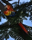 Vertical shot of adorable colorful Macaw bird perched on the tree