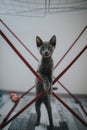 Vertical shot of an adorable domestic gray cat leaning on the metals