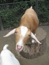 Vertical shot of an adorable goat on a tree stump on a farm field