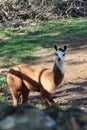 Vertical shot of an adorable guanaco llama in the zoo