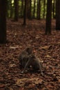 Vertical shot of an adorable macaques in an evergreen forest