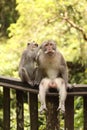 Vertical shot of adorable macaques sitting on a wooden surface in an evergreen forest