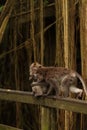 Vertical shot of an adorable macaques on a wooden surface in an evergreen forest