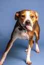 Vertical shot of an adorable patchy white brown dog on a blue background