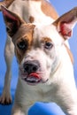 Vertical shot of an adorable patchy white brown dog on a blue background