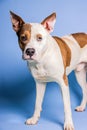 Vertical shot of an adorable patchy white brown dog on a blue background