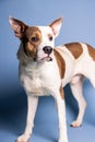 Vertical shot of an adorable patchy white brown dog on a blue background