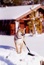 Vertical shot of an adorable Shiba Inu dog in the park on a sunny winter day