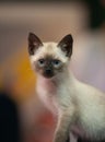 Vertical shot of an adorable Siamese kitten looking out with a curious expression Royalty Free Stock Photo