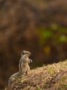 Vertical shot of an adorable small squirrel standing in the forest Royalty Free Stock Photo