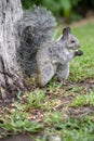 Vertical shot of an adorable squirrel eating nuts in the forest