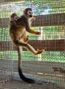 Vertical shot of adorable Squirrel monkey on the cage carrying the baby on its back Royalty Free Stock Photo