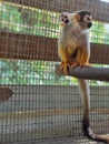 Vertical shot of adorable Squirrel monkey in the cage carrying the baby on its back Royalty Free Stock Photo