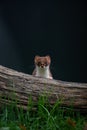 Vertical shot of an adorable Stoat looking behind a fallen log in the forest on black background