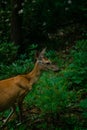 Vertical shot of an adorable whitetail deer grazing in a green forest Royalty Free Stock Photo