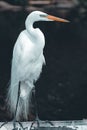 Vertical shot of an adult egret bird on a concrete surface in Florida, USA Royalty Free Stock Photo