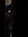 Vertical shot of an adult scary looking cat peeking through the doorway