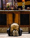 Vertical shot of an Adult Tibetan Buddhist worshiper in prostration at Tiji Festival in Lo Manthang