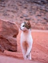 Vertical shot of a Aegean cat walking in the desert