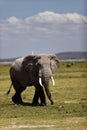 Vertical shot of an African bush elephant walking in the field with a white bird on his back Royalty Free Stock Photo