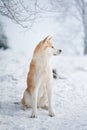 Vertical shot of an Akita sitting on the snow and looking to the left.