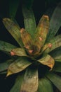 Vertical shot of an Alcantarea extensa growing in a field with a dark blurry background Royalty Free Stock Photo