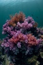 Vertical shot of the Alcyonacea soft corals underwater