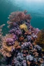 Vertical shot of the Alcyonacea soft corals underwater