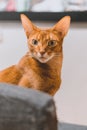 Vertical shot of an alert faced cat