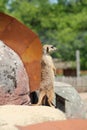 Vertical shot of an alert meerkat standing upright on a rock at a zoo