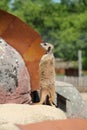 Vertical shot of an alert meerkat standing upright on a rock at a zoo
