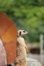 Vertical shot of an alert meerkat standing upright at a zoo