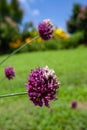 Vertical shot of Allium sphaerocephalon Royalty Free Stock Photo