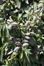Vertical shot of almonds on a tree with green leaves Royalty Free Stock Photo