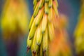 Vertical shot of the Aloe vera blooming yellow flower Royalty Free Stock Photo