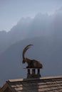 Vertical shot of an Alpine ibex in Merlet Animal Park in France