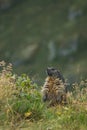 Vertical shot of an alpine marmot standing among green plants during daytime with blur background Royalty Free Stock Photo