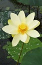 Vertical shot of an American Lotus blooming in the water in Missouri