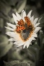 Vertical shot of an anglewing butterfly on an echinacea